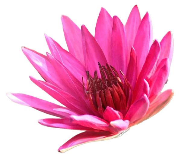 lotus cutout